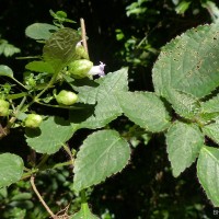 Strobilanthes lupulina Nees